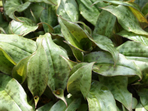 Tricyrtis hirta