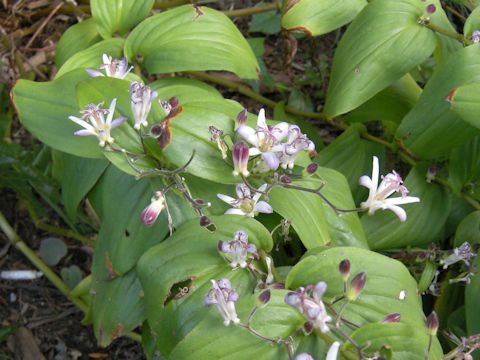 Tricyrtis hirta