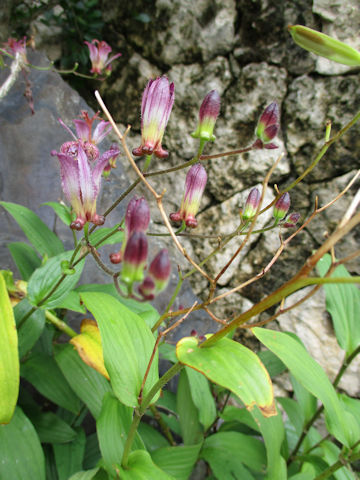 Tricyrtis hirta