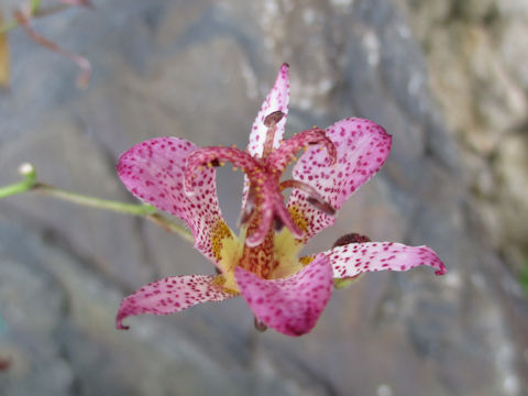 Tricyrtis hirta