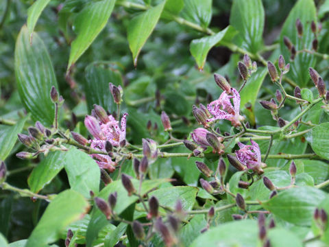 Tricyrtis hirta