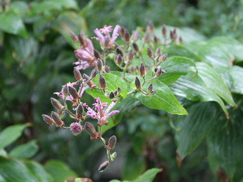 Tricyrtis hirta