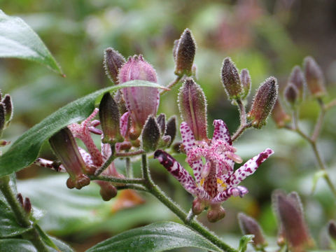 Tricyrtis hirta