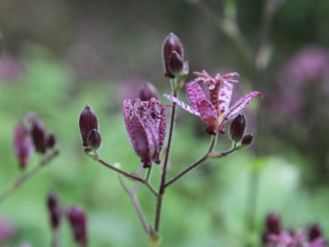 Tricyrtis hirta