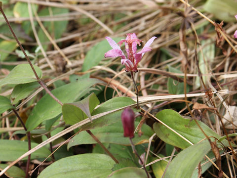 Tricyrtis hirta