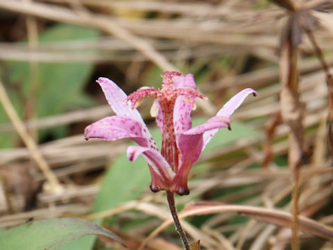 Tricyrtis hirta