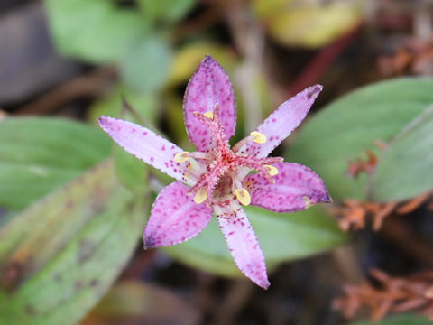 Tricyrtis hirta