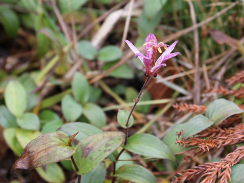 Tricyrtis hirta