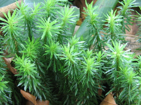 Lycopodium serratum var. serratum