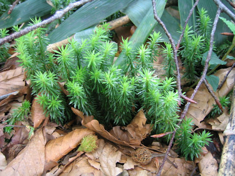 Lycopodium serratum var. serratum