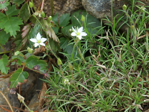 Minuartia verna var. japonica