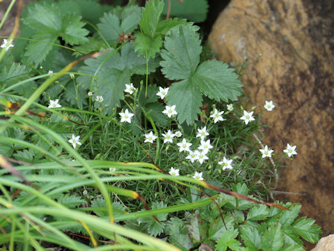 Minuartia verna var. japonica