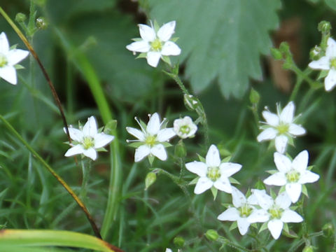 Minuartia verna var. japonica