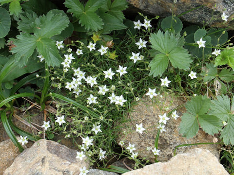 Minuartia verna var. japonica