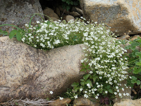 Minuartia verna var. japonica