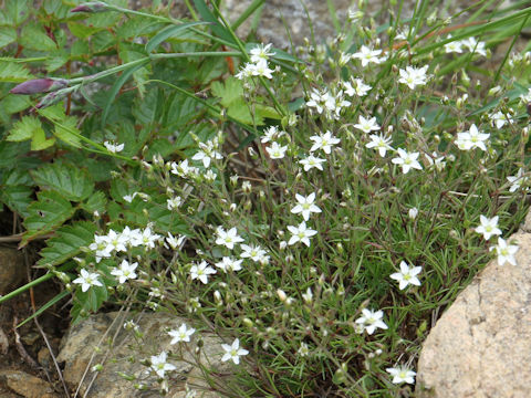 Minuartia verna var. japonica