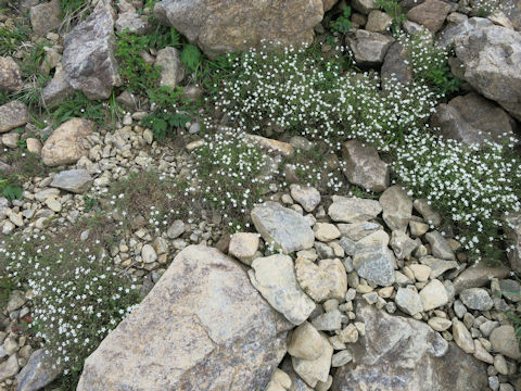 Minuartia verna var. japonica