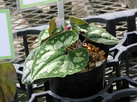 Asarum macranthum