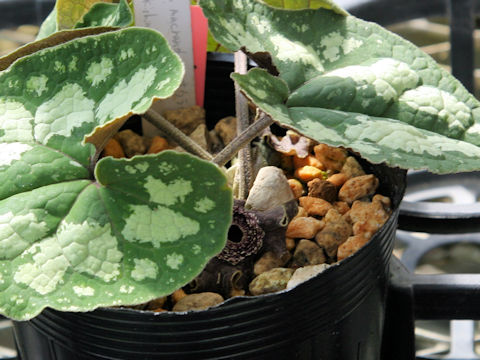 Asarum macranthum