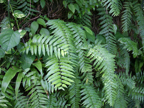 Nephrolepis biserrata