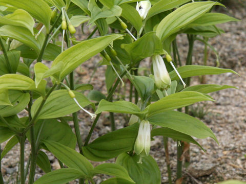 Disporum sessile