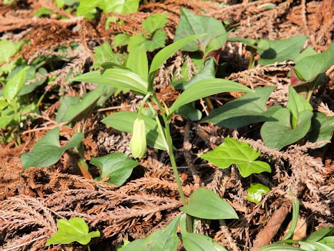 Disporum sessile