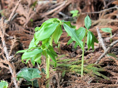 Disporum sessile