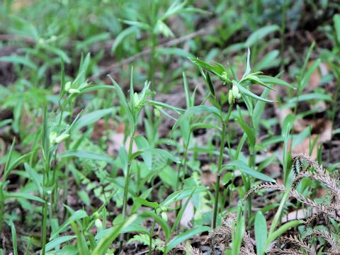 Disporum sessile