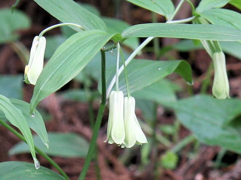 Disporum sessile