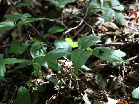 Disporum sessile