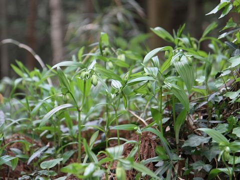 Disporum sessile