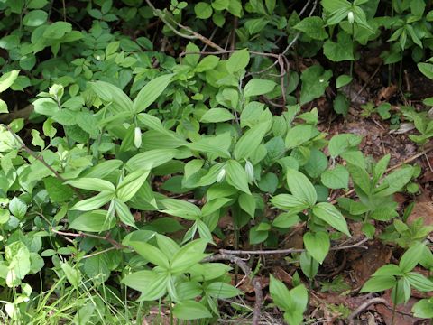 Disporum sessile