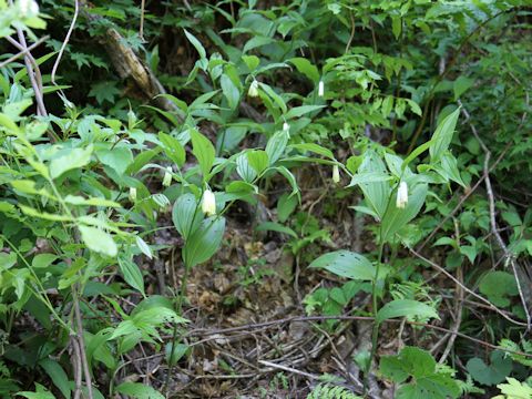 Disporum sessile