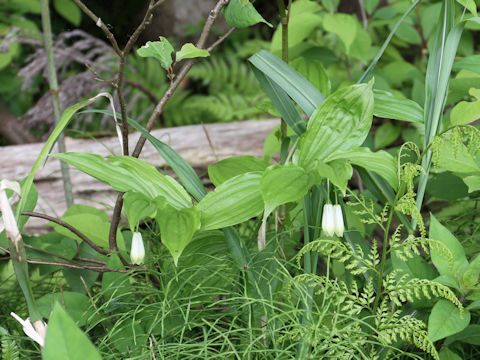 Disporum sessile