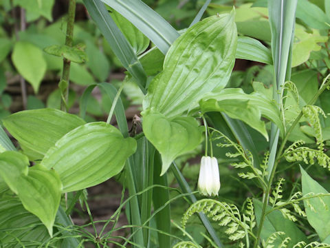 Disporum sessile