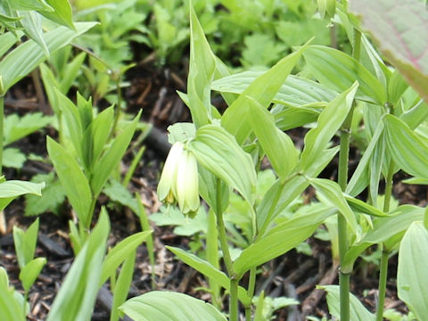 Disporum sessile