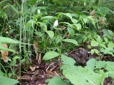 Disporum sessile