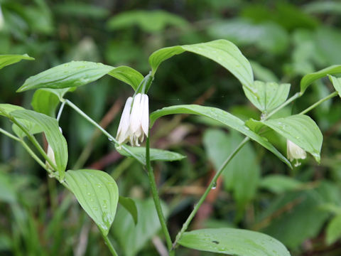 Disporum sessile