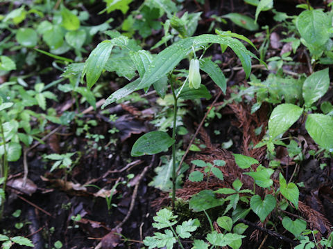 Disporum sessile