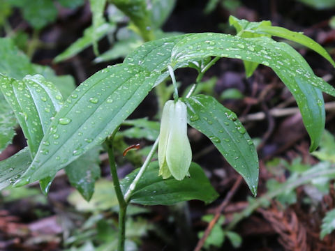 Disporum sessile