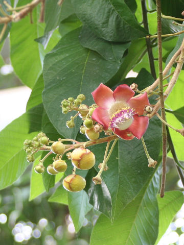 Couroupita guianensis