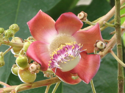 Couroupita guianensis