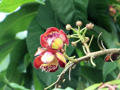 Couroupita guianensis
