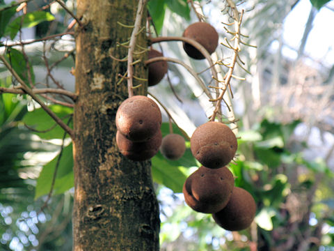 Couroupita guianensis