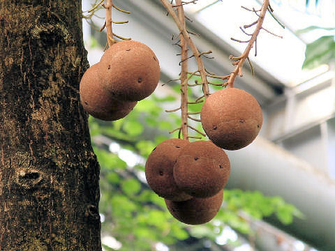 Couroupita guianensis