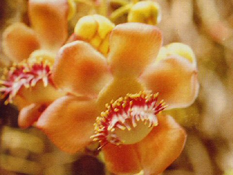 Couroupita guianensis