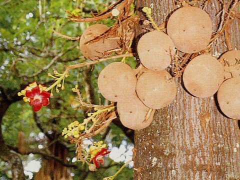 Couroupita guianensis