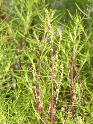 Kochia scoparia