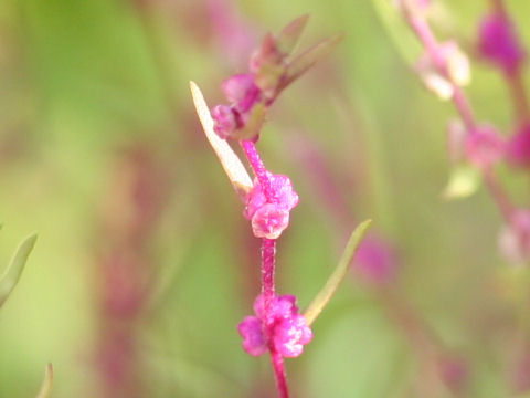 Kochia scoparia