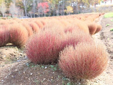 Kochia scoparia